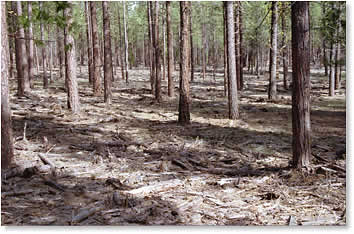 Forest fuels reduction unburned area