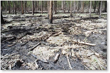 forest floor after fuelks treatment and controlled burn, showing mosaic pattern of burned areas