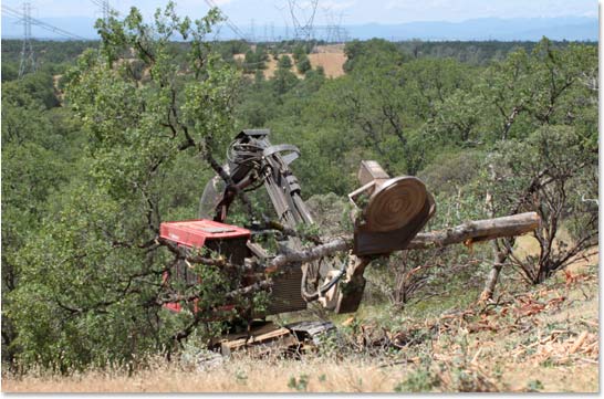slashbuster mounted on timbco moving tree on slope with material handler