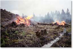 Burning piles of slash  with compacted and scarified soil in foreground