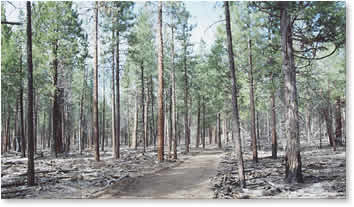 Forest fuels reduction treatment